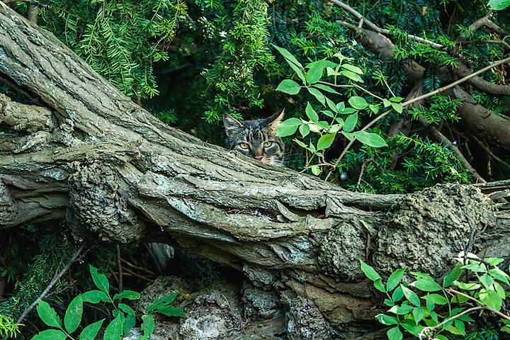 Cat disguised in undergrowth